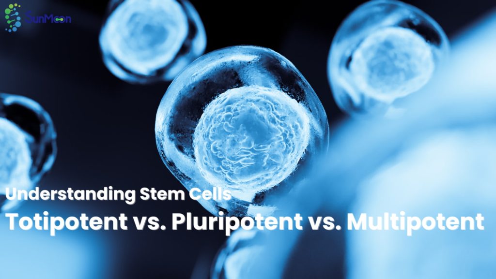 totipotent vs. pluripotent vs. multipotent stem cells